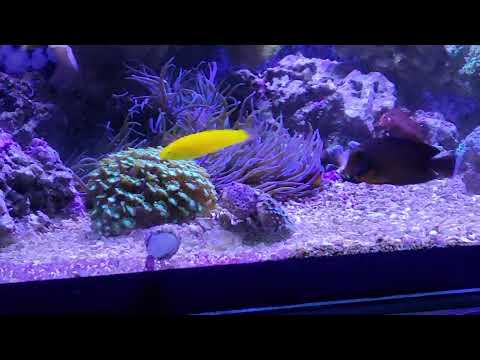 Halichoeres chrysus Kanarien Lippfisch geht schlafen