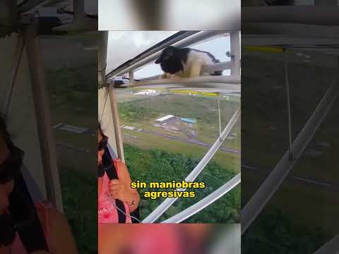 The cat flew up into the sky. #animals #fyp  #Friendship #Us