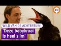 WILD VAN DE ACHTERTUIN #2 | Babykraai wordt verzorgd bij wildopvang Avolare
