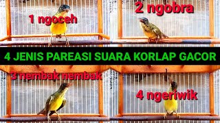 Download lagu jenis pareasi suara korlap gacor || types of coconut hummingbird sound pares mp3 Download lagu jenis pareasi suara korlap gacor || types of coconut hummingbird sound pares mp3