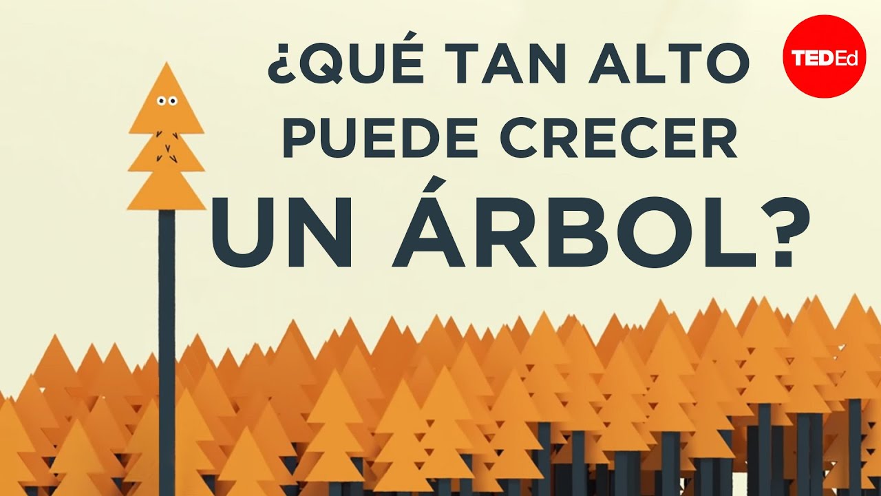 ¿Qué tan alto puede crecer un árbol? - Valentin Hammoudi