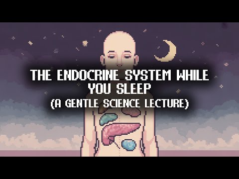 The Endocrine System Explained Softly | Sleep Science