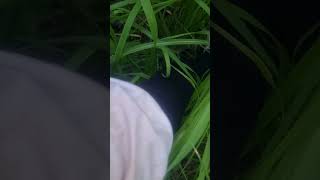 Download lagu Semak belukar #nature #jalanyangjauhjanganlupapulang #funny #satuklikuntukwujudkanimpianmu mp3