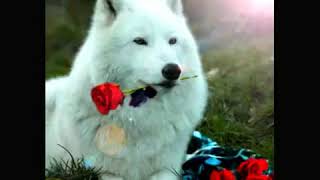 LA CULPA NO TENGO YO ._. LOS TEMERARIOS (poema).mp4