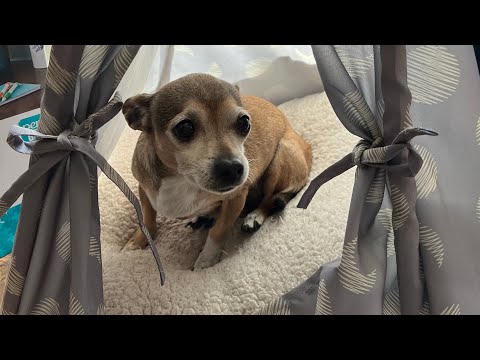 Riu, Riu, Chiu - Spanish Villancico (arr. Mark Burrows) Alto part