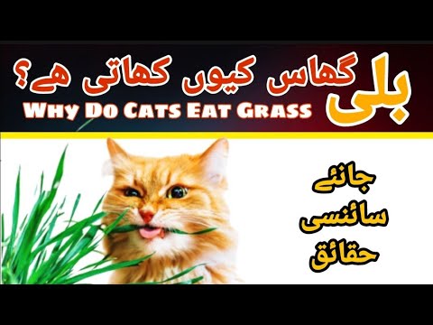 Why Does Cat Eat Grass? Bili ghaas q khati ha?