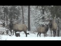 Snow Falling On Elk