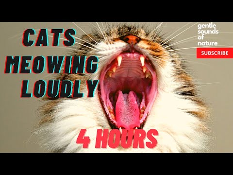 Cats Meowing Loudly (4 hours)