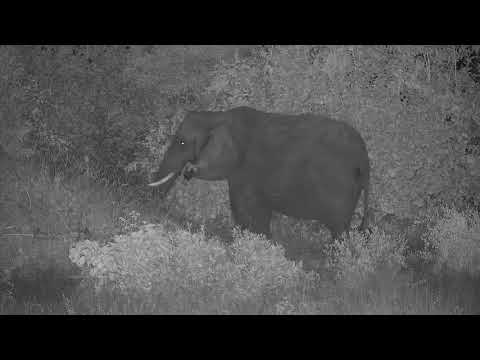 Djuma: Elephant herd with a tiny one - 21:33 - 01/26/21