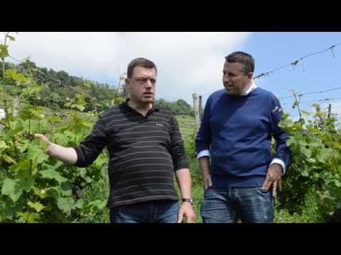 Rencontre avec le viticulteur : Domaine Dirler-Cadé