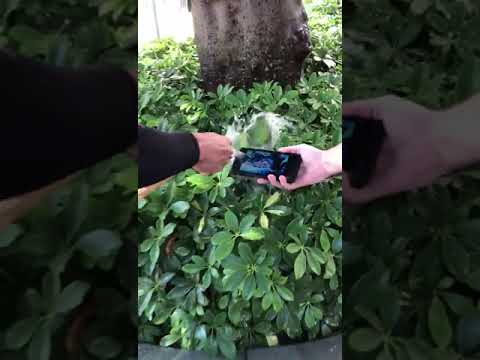 Тест защиты Doogee S80 под водой