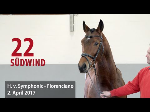 22 Südwind Hengst v. Symphonic - Florenciano