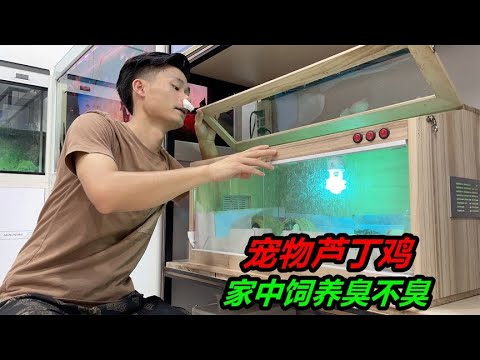 蘆丁雞飼養環境