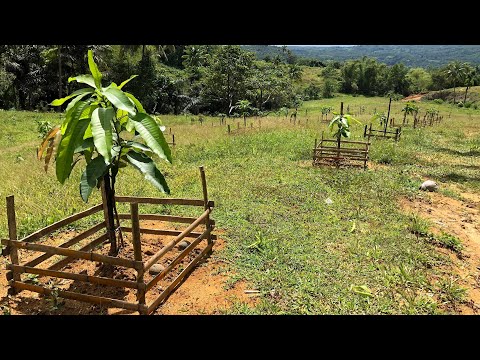 Mango Development - Lot A Progress (Jan 20)