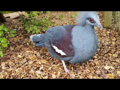 Western crowned pigeon display vocalisations