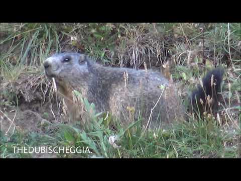 UNA MARMOTTA MATTUTINA A CHIANALE (CN) IN VALLE VARAITA - DOM. 11 - 8 - 2019