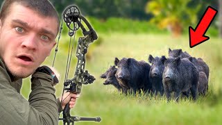 Bow Hunting the Wild Hogs that Escaped Me 3 Years Ago!