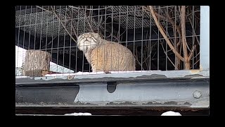 旭山動物園マヌルネコが鳴く！想像できるか？この鳴き声を？