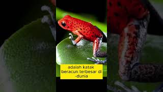 Download lagu Fakta Unik katak merah Phyllobates terribilis Di papua #faktaunik #hewan #shortsclip mp3