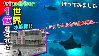 【リスボン海洋水族館実況】水槽の構成が独特...世界１位の水族館は鳥が飛ぶ…