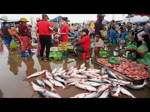 Cambodia Fish Market in The Morning - Plenty Alive Fish, Seafood & More Selling in Prek Phnov