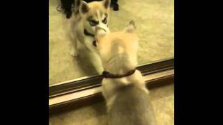 Siberian Husky Puppy sees himself in the mirror for the first time