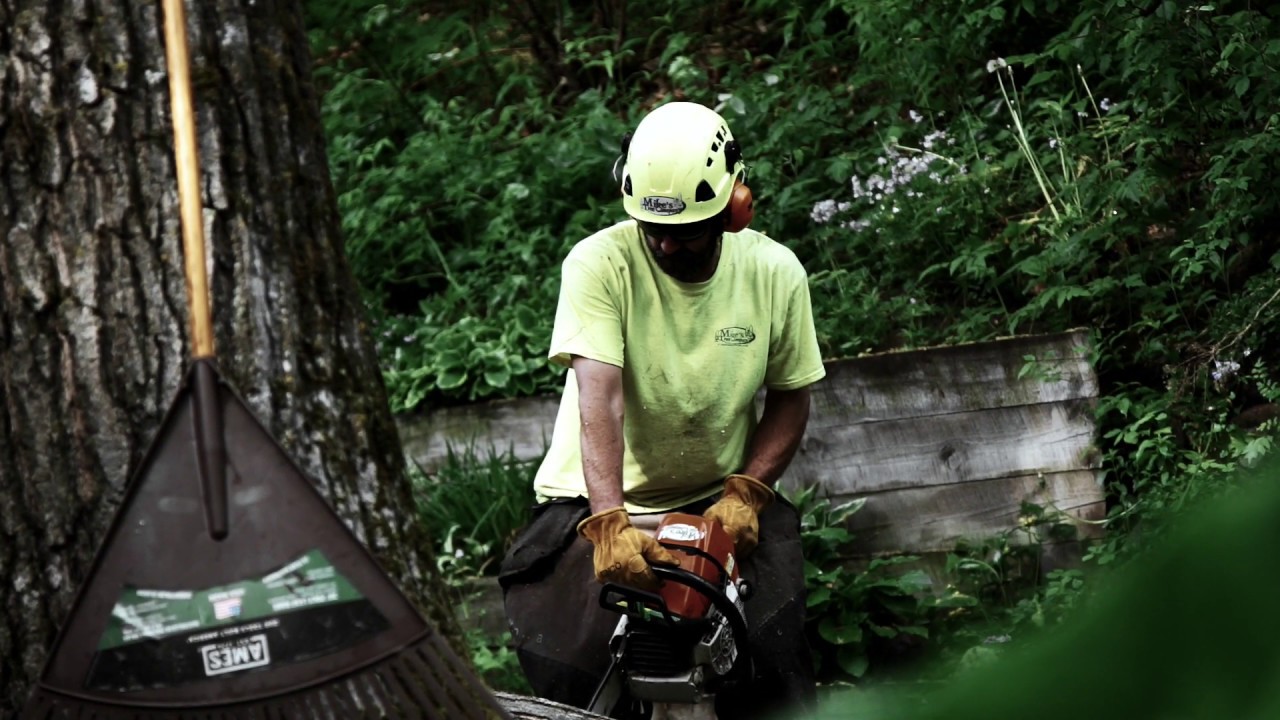 Tree Removal Central Minnesota - Mike's Tree Company