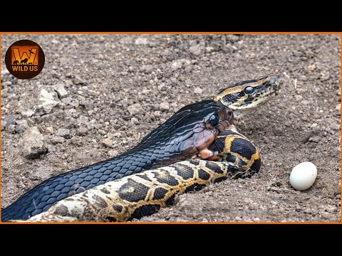 Most Terrifying SNAKE Attacks Ever Recorded | Wild Animals