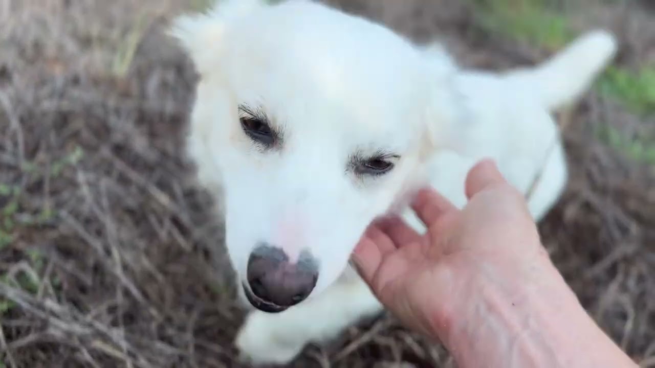 Enlarge Dove ..one day I will fly away to my forever home, a Adoptable mixed breed in San Antonio, TX video 3/5