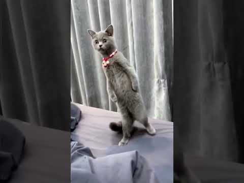cats 🐈 funny 😂 short video😱 reals #tanvir comedy 😱😂😝