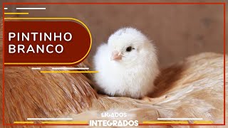 Miniatura do vídeo
