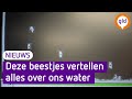 Watervlooien vertellen ons hoe schoon het water is