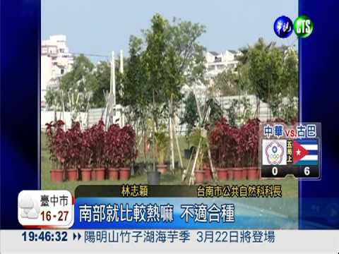 台南櫻花公園"枯"泣 錢白花了!