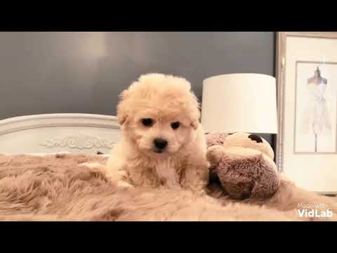 This little fur baby is the smallest female in this litter