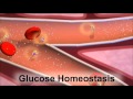 Insulin and the Regulation of Glucose in the Blood ...