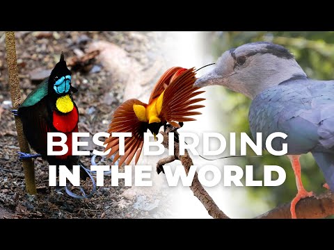 World’s Top Birding Destinations | Chirp From Episode 1