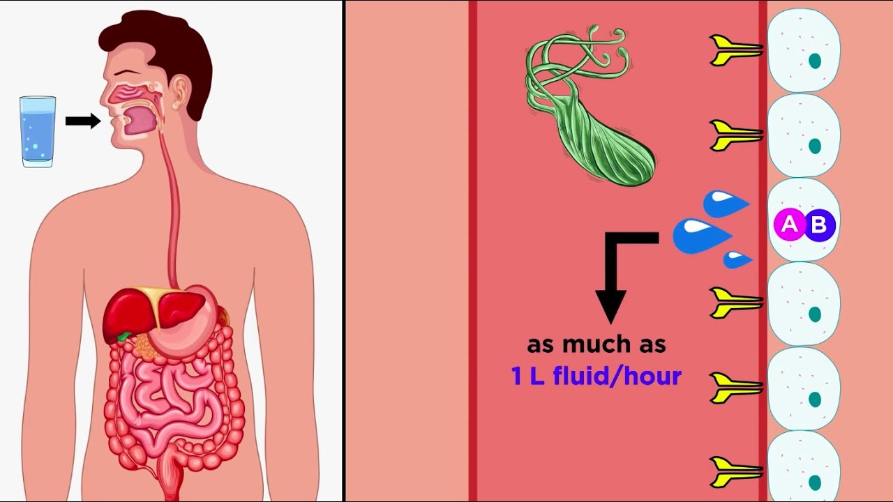 Cholera: Vibrio cholerae O1 and O139