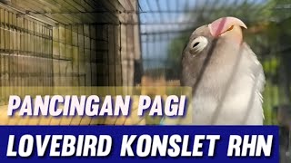 Download lagu Pancingan Pagi Lovebird Konslet RHN Salatiga mp3