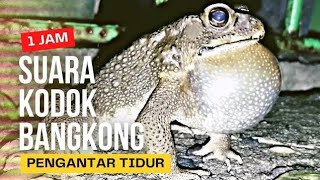 Download lagu Suara Kodok Pengantar Tidur - Frog Sound mp3 Download lagu Suara Kodok Pengantar Tidur - Frog Sound mp3