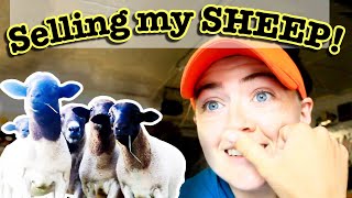 HOW I SOLD MY FIRST LIVESTOCK without a sale barn | Dorper Sheep Farming