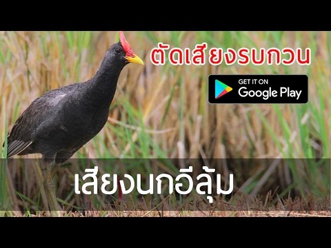 Watercock Sounds Video