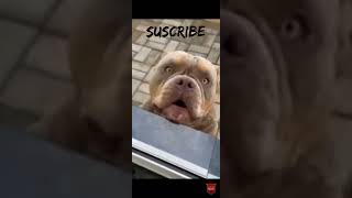 subscrib pleese (3) video
