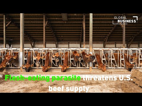 U.S. Screwworm Outbreak: Beef Prices and Food Supply at Risk