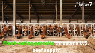 U.S. Screwworm Outbreak: Beef Prices and Food Supply at Risk