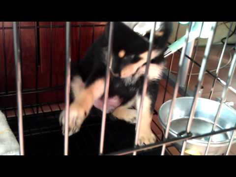 戴項圈了!(原發表者:養樂多爸)(影片)