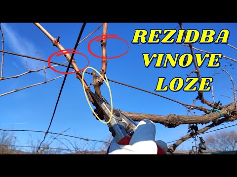 Rezidba vinove loze na pergoli - Video za početnike