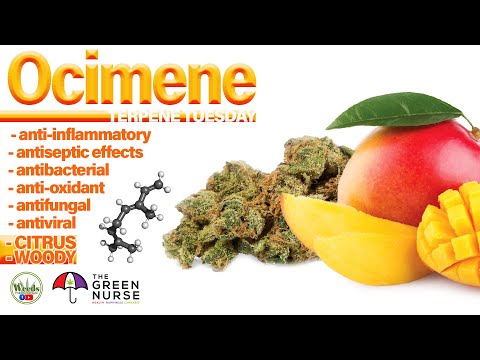 Terpene Tuesday on In The Weeds with The Green Nurse Sherri discussing Ocimene   2-9-2021