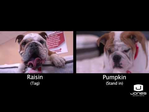 Cute Bulldog Puppy Ad: Behind the Scenes with Jones Advertising