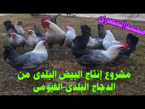 , title : 'مشروع إنتاج البيض تربيه الفراخ الفيومي البلدى لانتاج بيض المائده، اخوكم محمد المصرى'