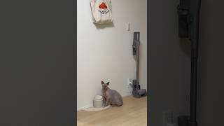 可愛い猫スルタンとアレクサンドラ【スフィンクス】